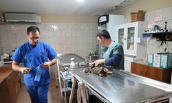 Kemer Belediyesinden "can dostlarına" yardım eli