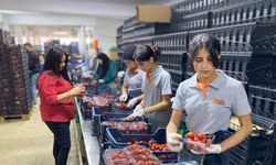 Antalya Hali’nin yükünü kadınlar çekiyor