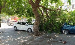 Dut ağacının kırılan dalı otomobillerin üzerine düştü