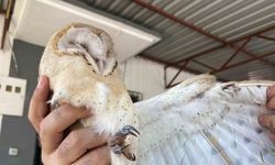 Türkiye’de nadir görülen peçeli baykuş, Antalya’da bulundu