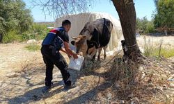 Ahır yangını: 3 inek, 12 keçi telef oldu