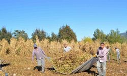 Çandır fasulyesinin hasat zamanı geldi