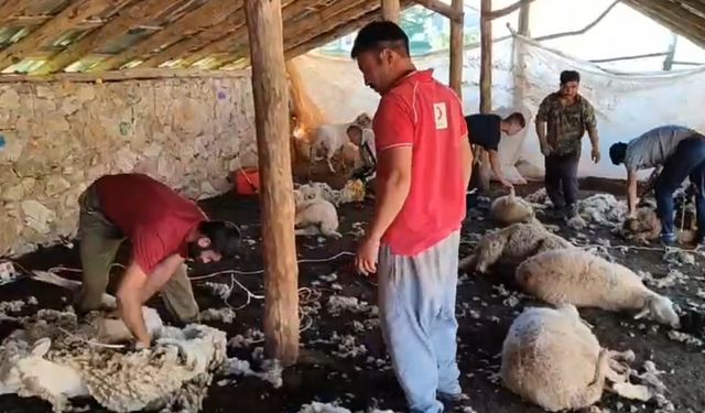 Antalya’da havalar ısındı, koyun kırkımı başladı