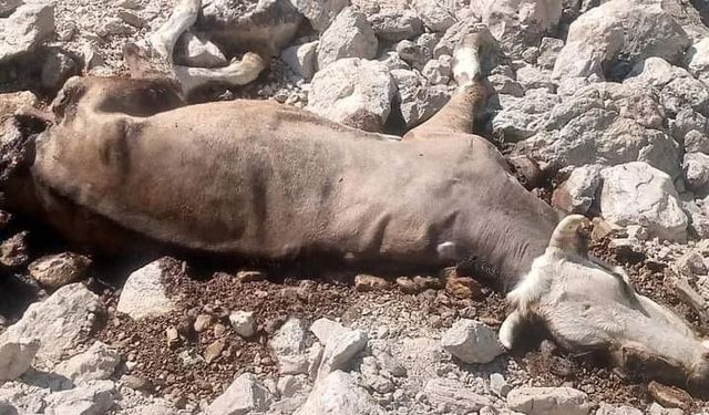 Gazipaşa’da yaylada inek ve buzağısı kurtlar tarafından telef edildi