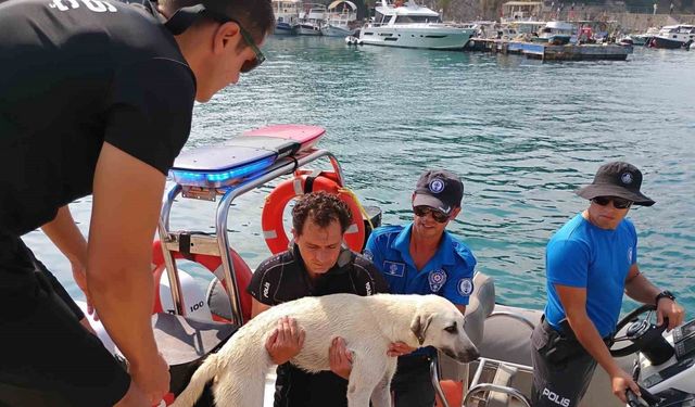 Deniz polisinden yürekleri ısıtan sokak köpeği kurtarma görevi