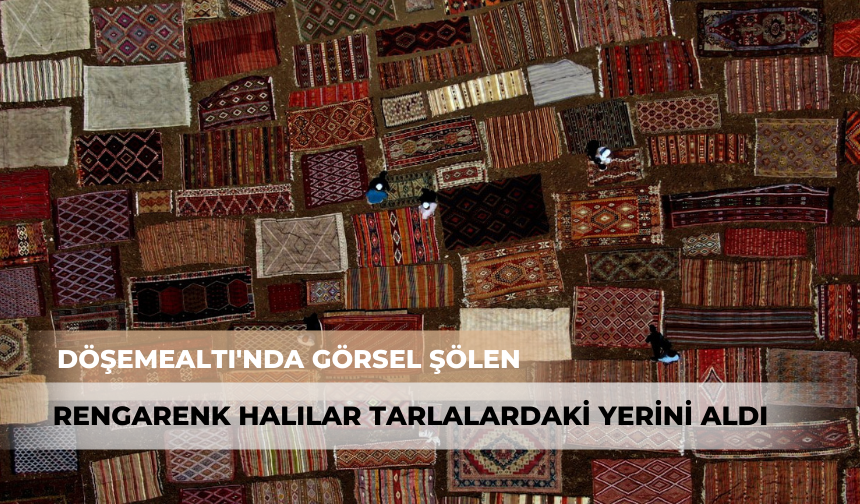 Döşemealtı'nda görsel şölen başladı! Rengarenk halılar tarlalara serildi...