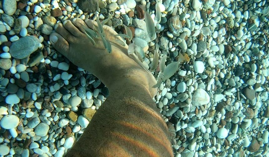 Denize giren tatilcilerin ayaklarındaki yaraları, ölmüş derilere adeta saldırıp tedavi ediyorlar