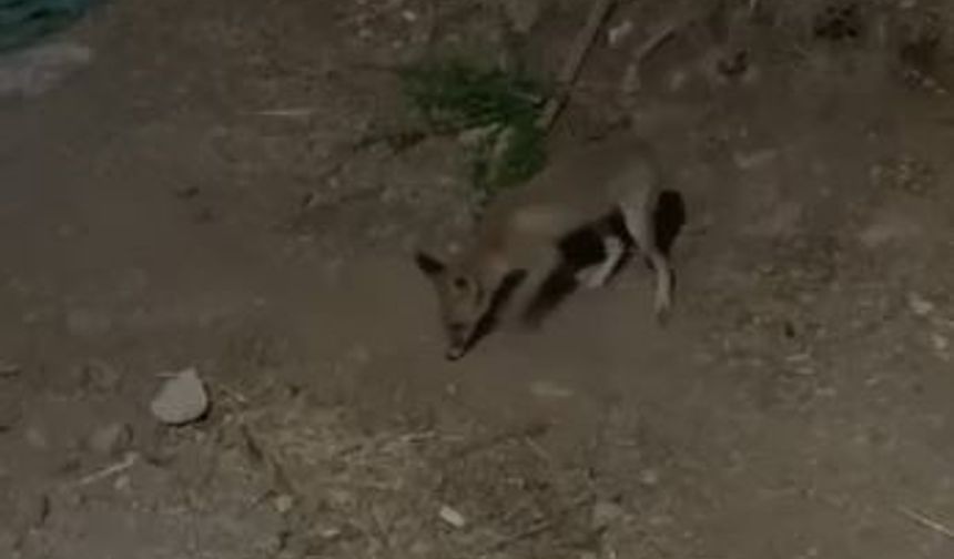 Tilki ve bahçe sahibi arasındaki sohbet gülümsetti :”Kümesten uzak dur, arkadaşlığımız bozulmasın!”