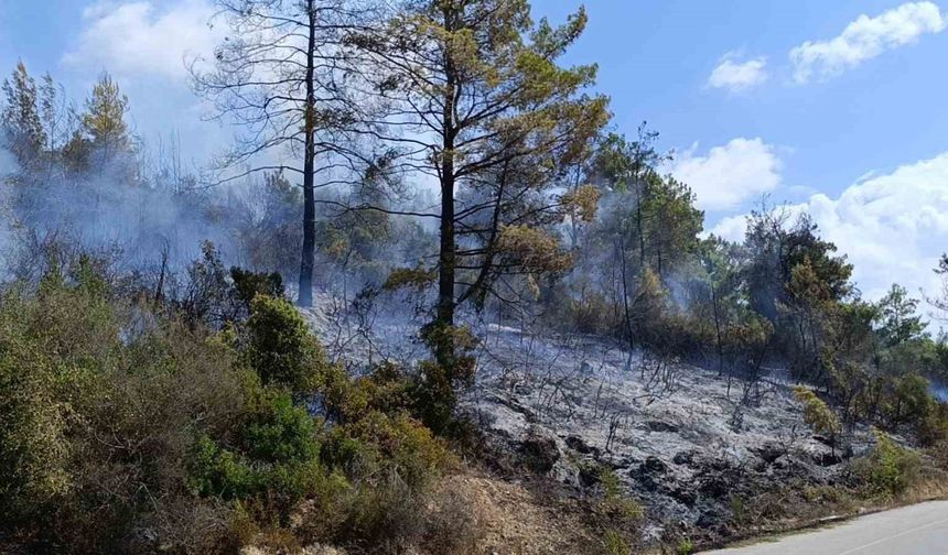 Tarım arazisi yandı, 3 sera zarar gördü